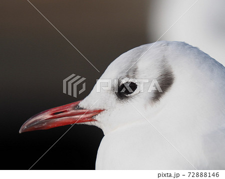 ユリカモメ 顔アップ 72888146