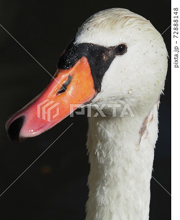 コブハクチョウ 首上 コブハクチョウ 首上 72888148