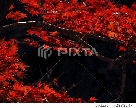 【福島】夏井川渓谷の真っ赤な紅葉 【福島】夏井川渓谷の真っ赤な紅葉 72888247