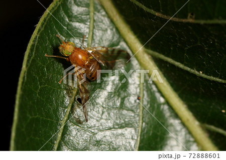 生き物　昆虫　モチノキハマダラミバエ、六月の公園。クヌギに止まっていますが周囲にはモチノキが沢山 72888601