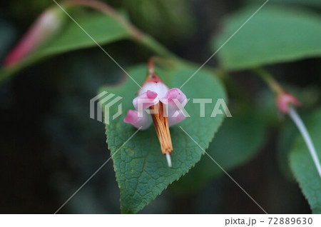 アクシバ 小さな花 山の中で咲いていました アクシバ 小さな花 山の中で咲いていました 72889630