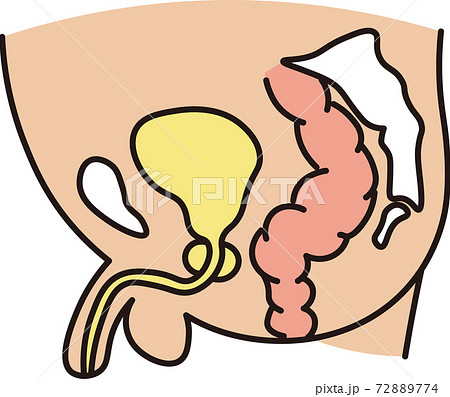 腹腔内臓器カラー 腹腔内臓器カラー 72889774