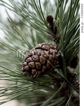 松ぼっくり 松ぼっくり 72890000