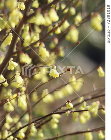 ヒュウガミズキ 72891019