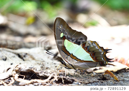The Common Nawab or Polyura athamas , Butterfly sucking water on gravel , Colorful abstract pattern on tropical insect brown wings , Thailand 72891129