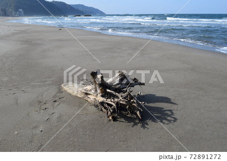海岸に漂着した流木 海岸に漂着した流木 72891272