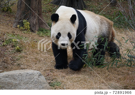 パンダ 72891966