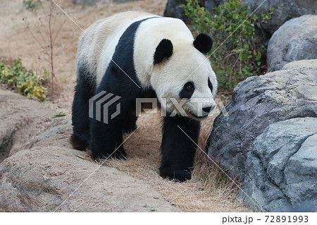 パンダ 72891993