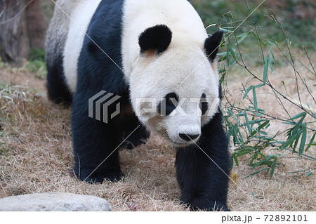 パンダ 72892101