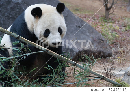 パンダ 72892112