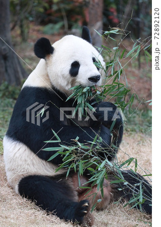 パンダ パンダ 72892120