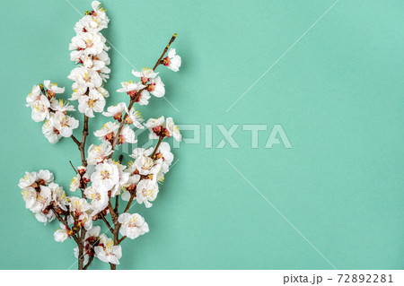 Sprigs of the apricot tree with flowers on blue background. Place for text The concept of spring came, mothers day, 8 march Top view Flat lay Hello march, april, may 72892281