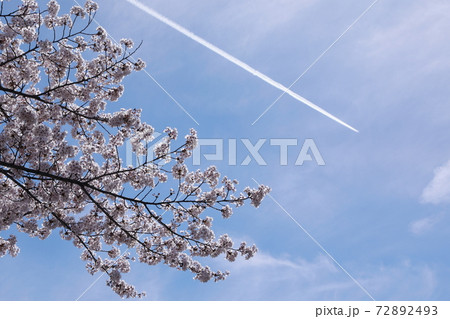 希望に向かう飛行機雲と桜の写真素材 [72892493] - PIXTA