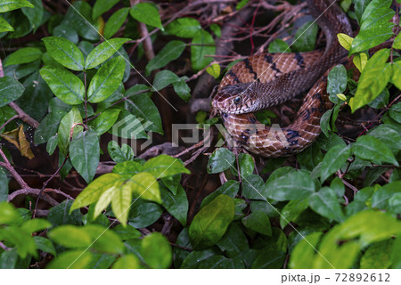 Close up alive Banded Rat Snake or  Oriental Ratsnake or Ptyas Mucosa (LINNAEUS,1758) in science name at Snake garden of Bangkok, Thailand. Alive snake in green bush, space for copy. 72892612