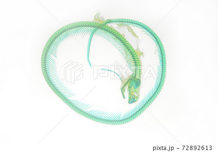 Close up image to inside snake egg, embryo of Siamese Cobra or Naja khouthia in science name. Close up image to inside snake egg, embryo of Siamese Cobra or Naja khouthia in science name. 72892613