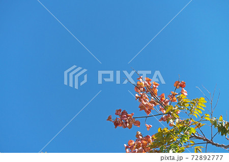 赤いタイワンモクゲンジの実（冬、十二月） 72892777