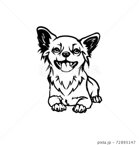 Chihuahua dog - Lying Chihuahua vector stock isolated illustration on white background. Chihuahua dog - Lying Chihuahua vector stock isolated illustration on white background. 72893147