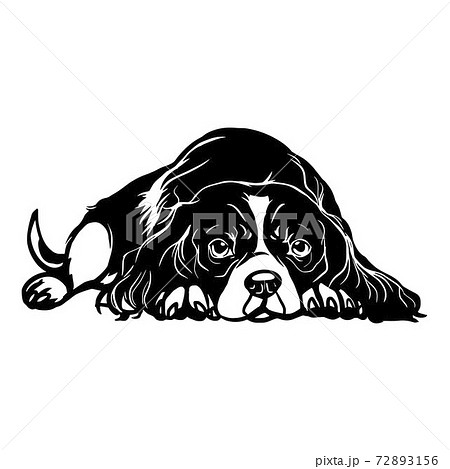 cavalier kennel