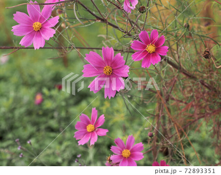 晩秋のコスモスの花の写真素材