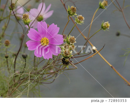 晩秋のコスモスの花 72893353
