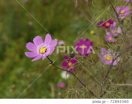 晩秋のコスモスの花 72893360