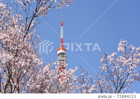 東京タワーと桜 東京タワーと桜 72894221
