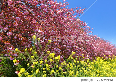 川越水上公園 八重桜並木と菜の花畑の写真素材