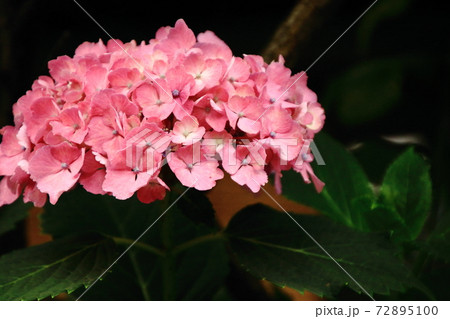 夏を迎える華やかなアジサイ 夏を迎える華やかなアジサイ 72895100