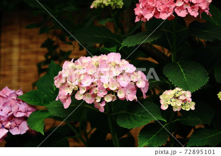 夏を迎える華やかなアジサイ 72895101