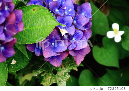 夏を迎えるアジサイの花 72895103