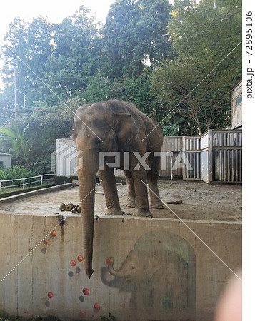 動物園の象 動物園の象 72895106