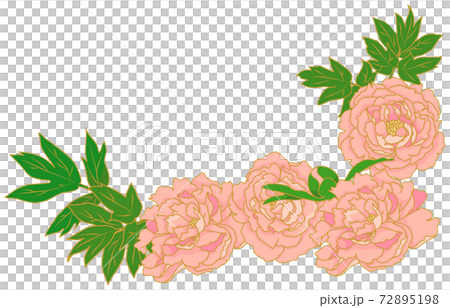 Peony flower material illustration Peony flower material illustration 72895198