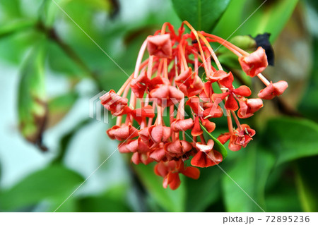 髭のある植物 72895236