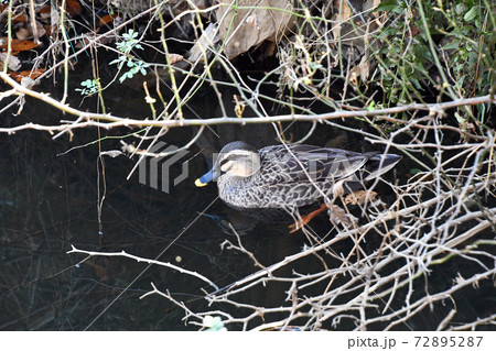 カルガモ（軽鴨） 72895287