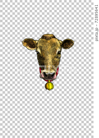 Jersey cow with cowbell Jersey cow with cowbell 72895641