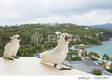 リゾートホテルのバルコニーでエサを狙うコカトゥー 72895861