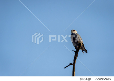 black shouldered kite or black winged kite perched on branch of a tree with blue sky background during winter migration at forest of central india - Elanus axillaris 72895985