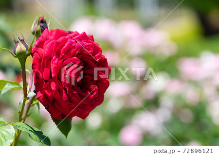 赤い薔薇　ウインショッテン 72896121