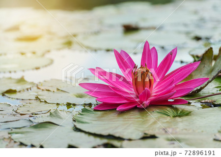 Red Lotus blooming in the morning day with sunlight on natural background. . 72896191