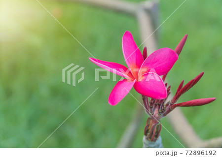 Beautiful Red Plumeria on tree for background. 72896192