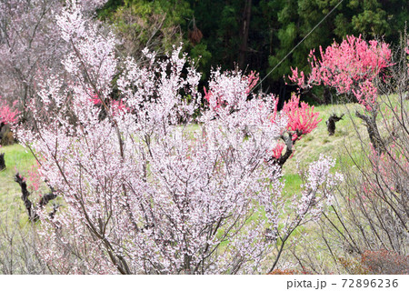ヒガンザクラの咲くころ 72896236