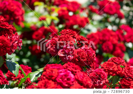 真紅の薔薇　ラバグルート 72896730