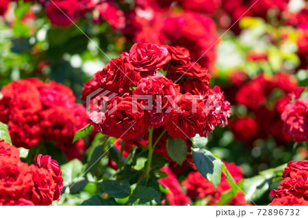 真紅の薔薇　ラバグルート 72896732