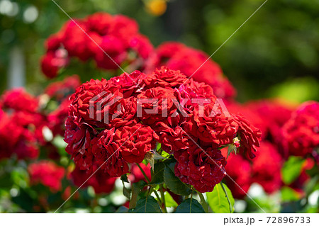 真紅の薔薇　ラバグルート 72896733