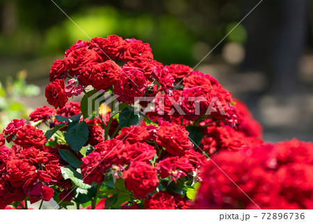 真紅の薔薇　ラバグルート 72896736