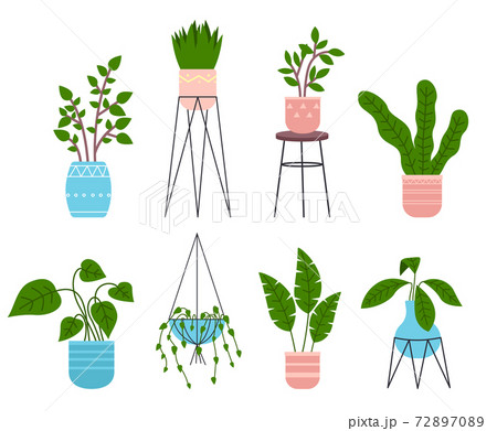 Decorative set green plant with long leaves in ceramic pot, pot with houseplant. Home interior plant 72897089