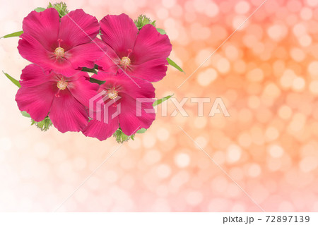Fresh red flowers on bokeh background. 72897139