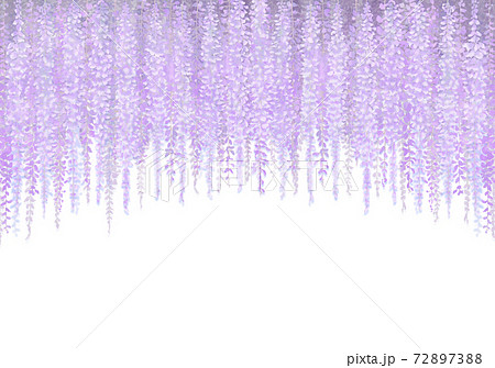 神秘的な紫 藤の花のイラスト 白背景のイラスト素材 7273