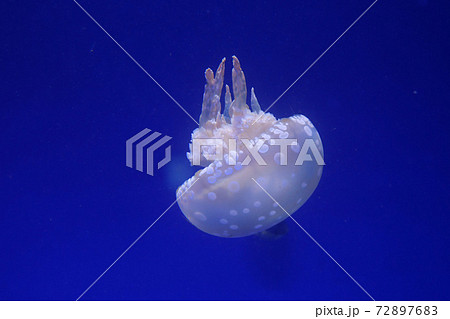 たこくらげ 72897683