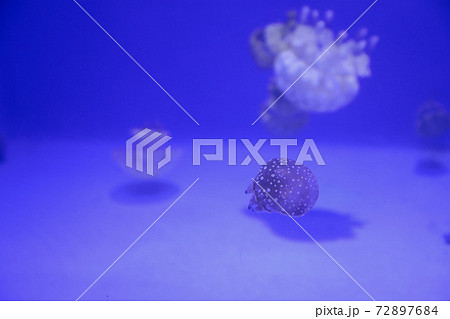 たこくらげ 72897684